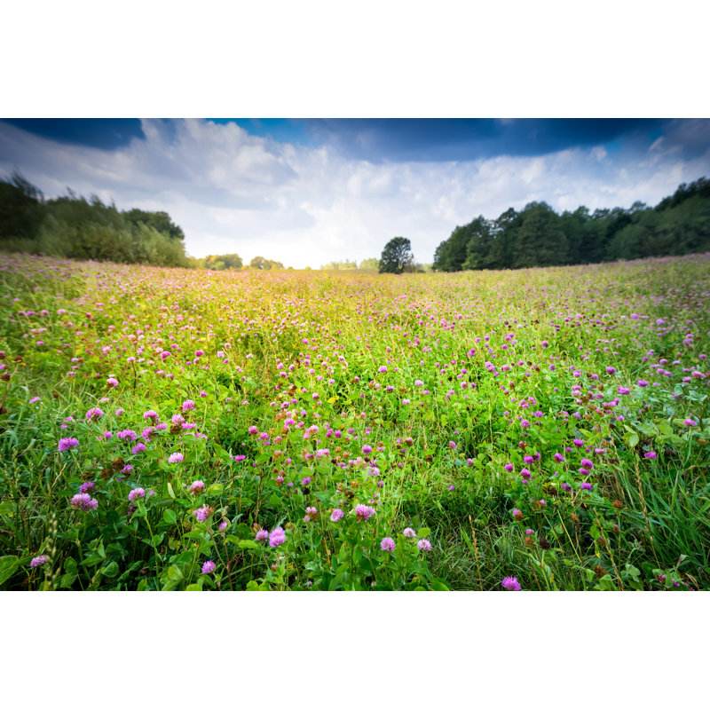 Countryside Meadow by Rost - Wrapped Canvas Print, 30cm H x 46cm W x 3.8cm D