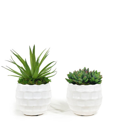 Succulent Plant