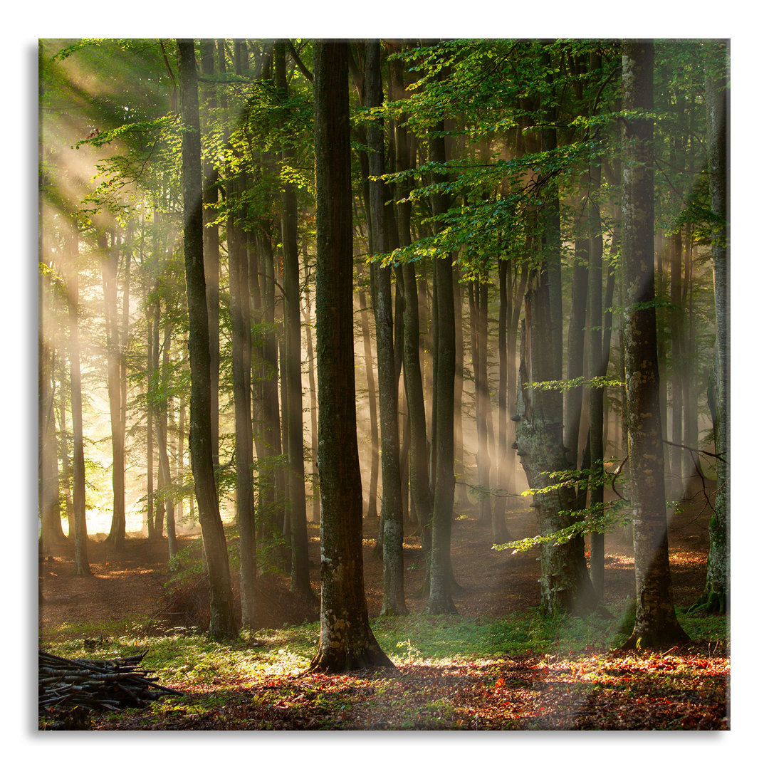 Glasbild Bäume im Wald