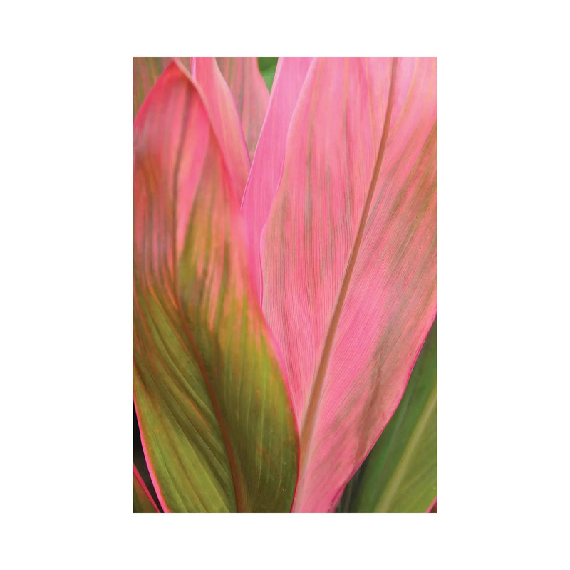 Ti Plant 1 Piece Wrapped Canvas Wall Art