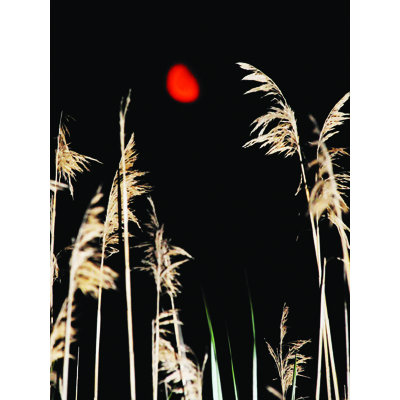 «Harvest Moon» par Joseph Elliot - reproduction de photo