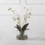 Orchidée Uttermost Glory