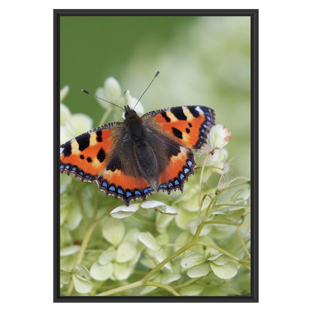 Gerahmtes Wandbild Schmetterling auf weißen Blüten