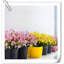 Artificial Plant Lavender Arrangement-98969419
