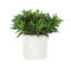 Plantes grasses dans un pot en céramique