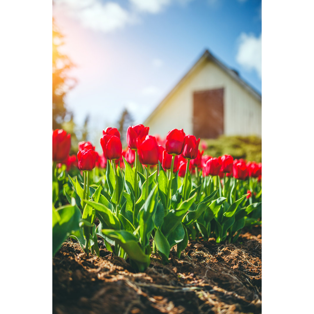 Rote Tulpen von Druvo - Kunstdrucke auf Leinwand