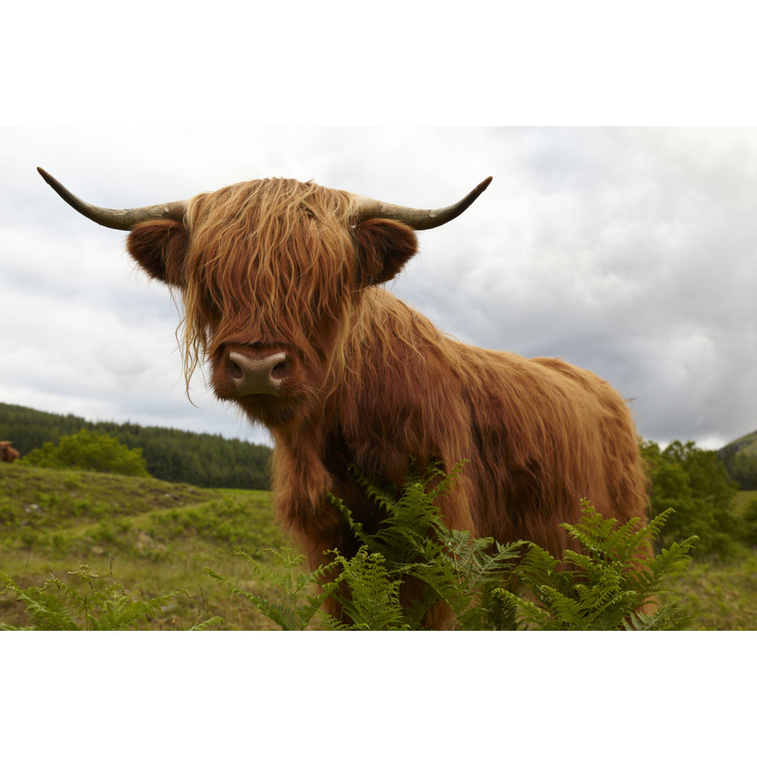 Highland Cow In Highlands von Elgol - Kunstdrucke auf Leinwand ohne Rahmen