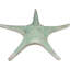 Grande statue de coquillage Coplin Ebros
