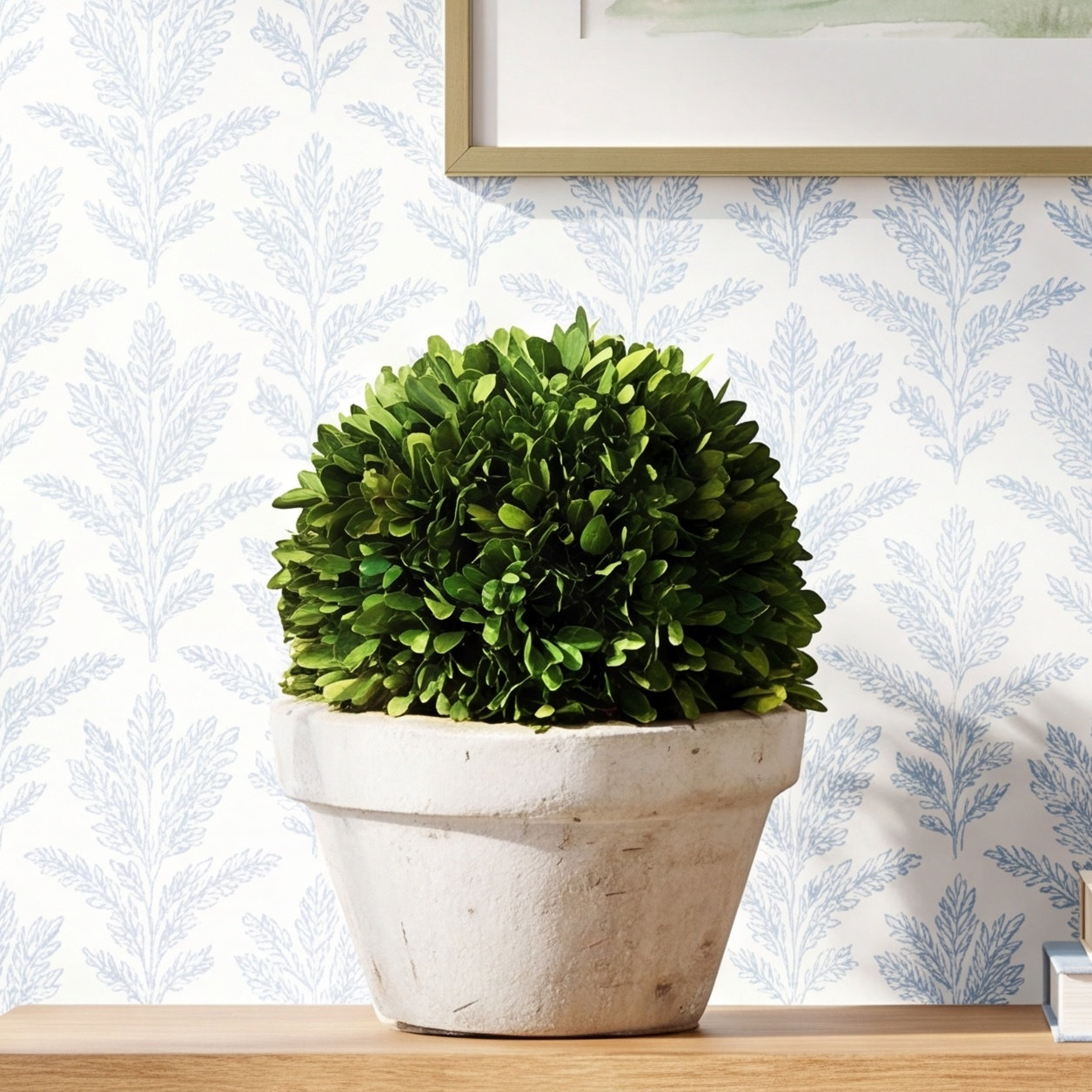 Alby 8'' Boxwood Topiary in Ceramic Pot, 9.8'' H X 9'' W X 9'' D
