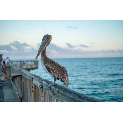 Pelican on the fence