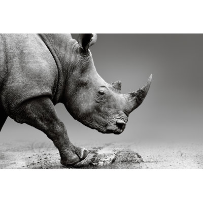 Gros plan d'un rhinocéros