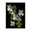 «Dogwood» par Dosta, impression sur toile tendue-29223397