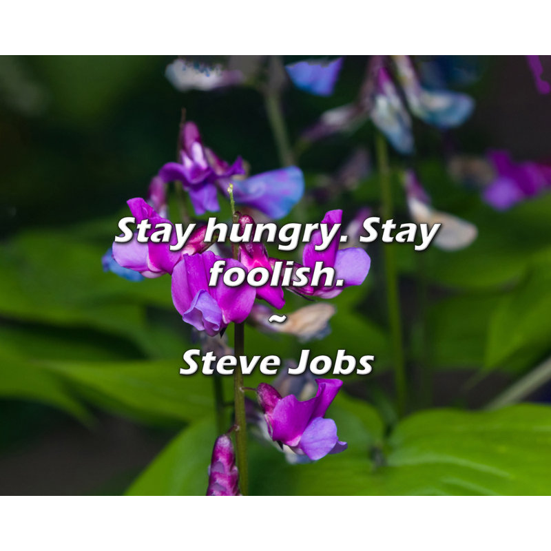 Steve Steve Quote: Restez affamé. Restez fou.