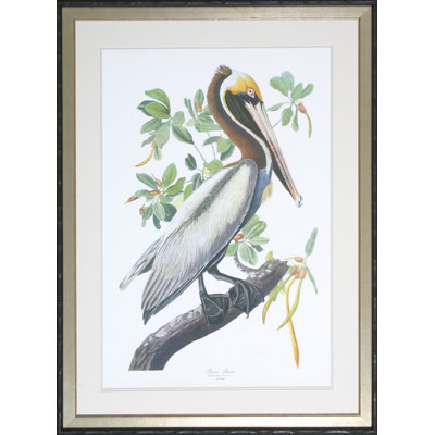 Pelican Print by Audubon