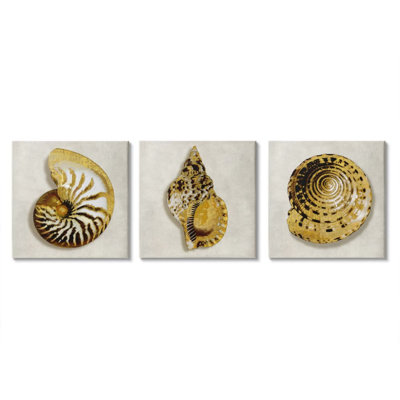 " Golden Spiral Seashells With Intricate Patterns " by Caroline Kelly 3 - Pieces