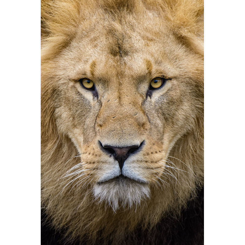 Lion africain - Photographie sur toile tendue, L 24 po x H 36 po