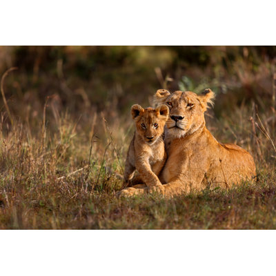 " Lion With Cub "