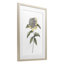 Camellia Flower Illustration, reproduction encadrée sous verre, conception de Cecilia Battaini