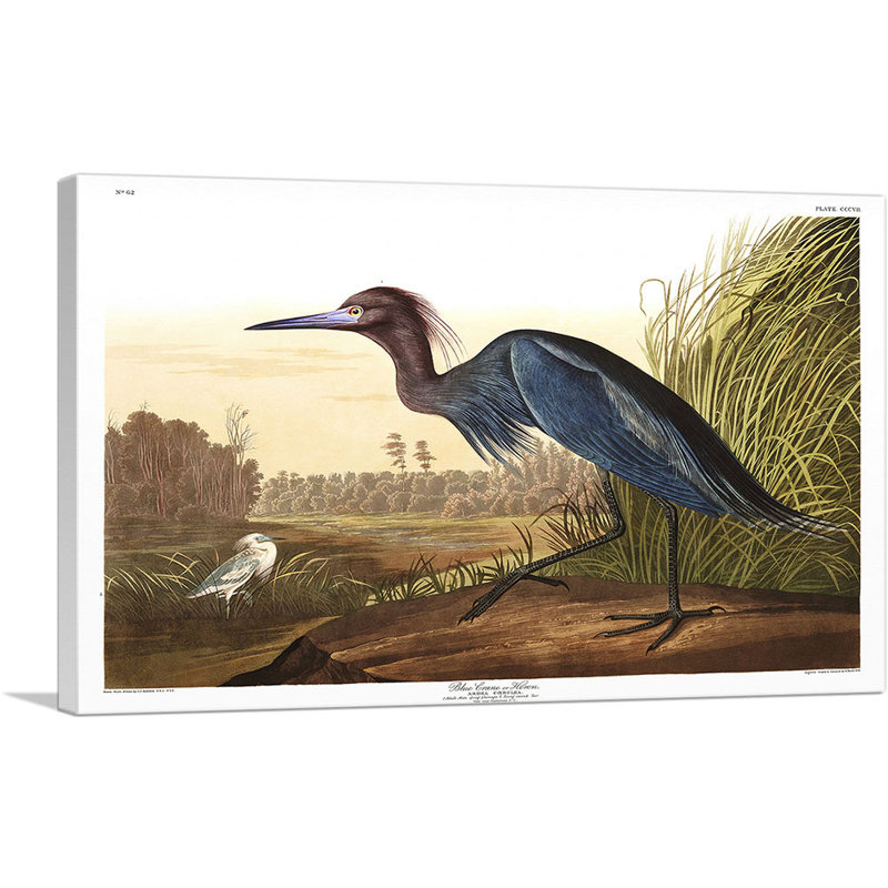 «Little Blue Heron» par James Audubon, reproduction d'art sur toile tendue, H 18 po x l 26 po x P 0,75 po
