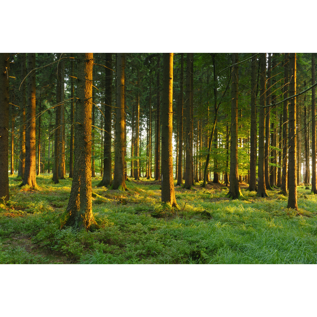 Sunlit Spruce Forest von Avtg - Leinwanddrucke auf Leinwand