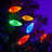 70 Light C6 LED Christmas String Lights-22250039