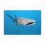 «Whale Shark» chasse, requin-baleine à la chasse, reproduction d'art mural-793438714