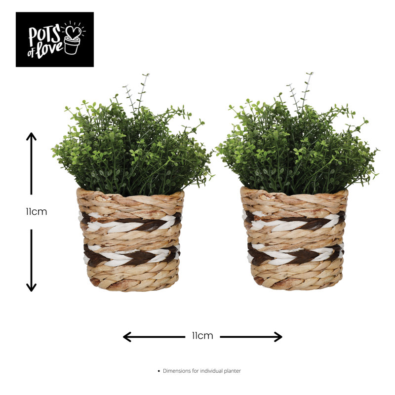 KitchenCraft Water Hyacinth Planters, Striped