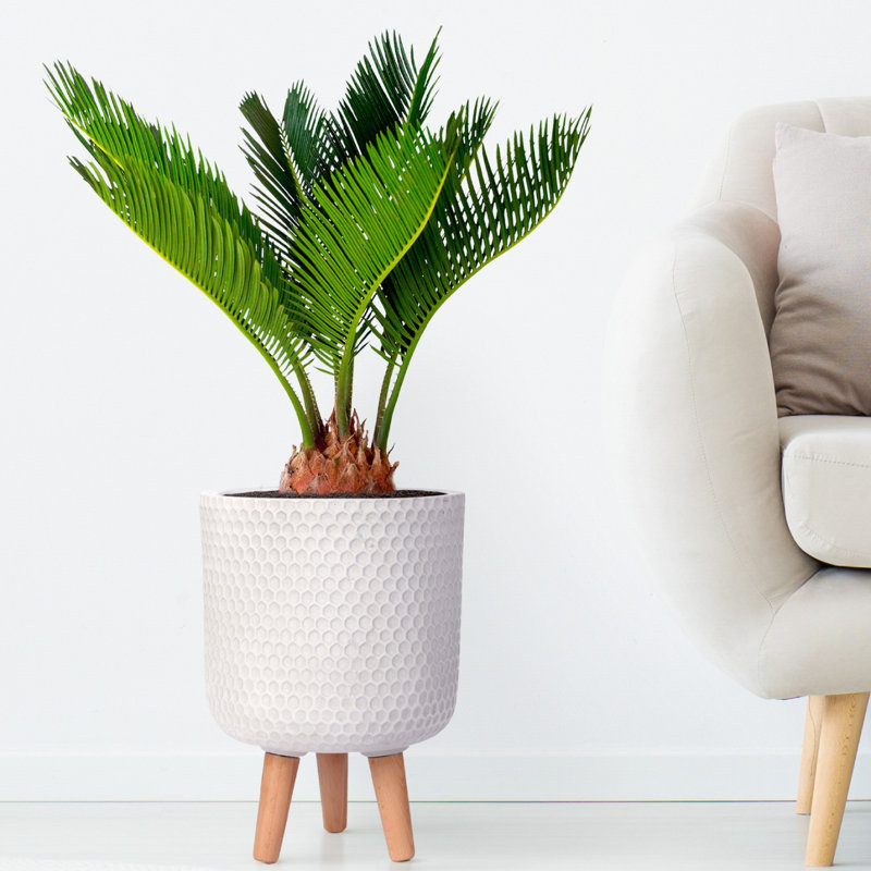 Concrete Effect Cylinder Round Planter on Hardwood Legs, Round Indoor Plant Pot Stand for Indoor Plants, Indoor Flower Pot with Honeycomb Pattern