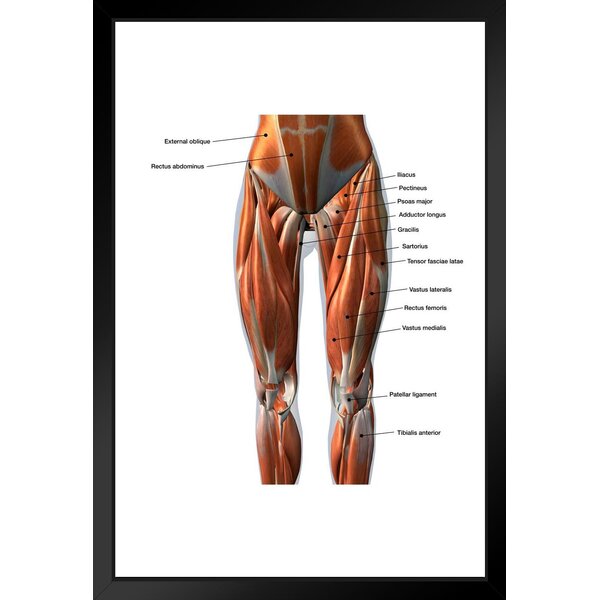 lower extremity muscles labeled