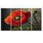 Gros plan sur un coquelicot rouge - coquelicot 4 pièces-35270507