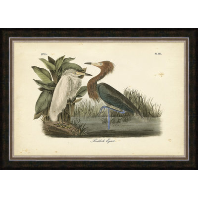 " Audubon "