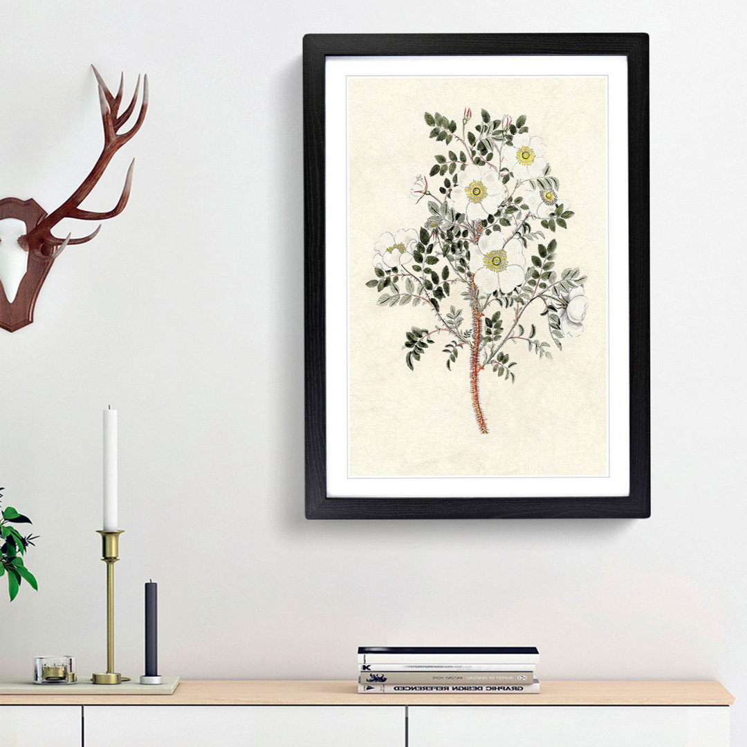 Burnet Rose Flower Illustration - Framed Print