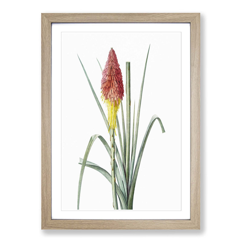 Red Hot Poker Flower by Pierre-Joseph Redoute - Picture Frame Painting Print, 48cm H x 36cm W x 2cm D, Oak Framed