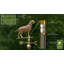Girouette Labrador Retriever-3133712-12272462