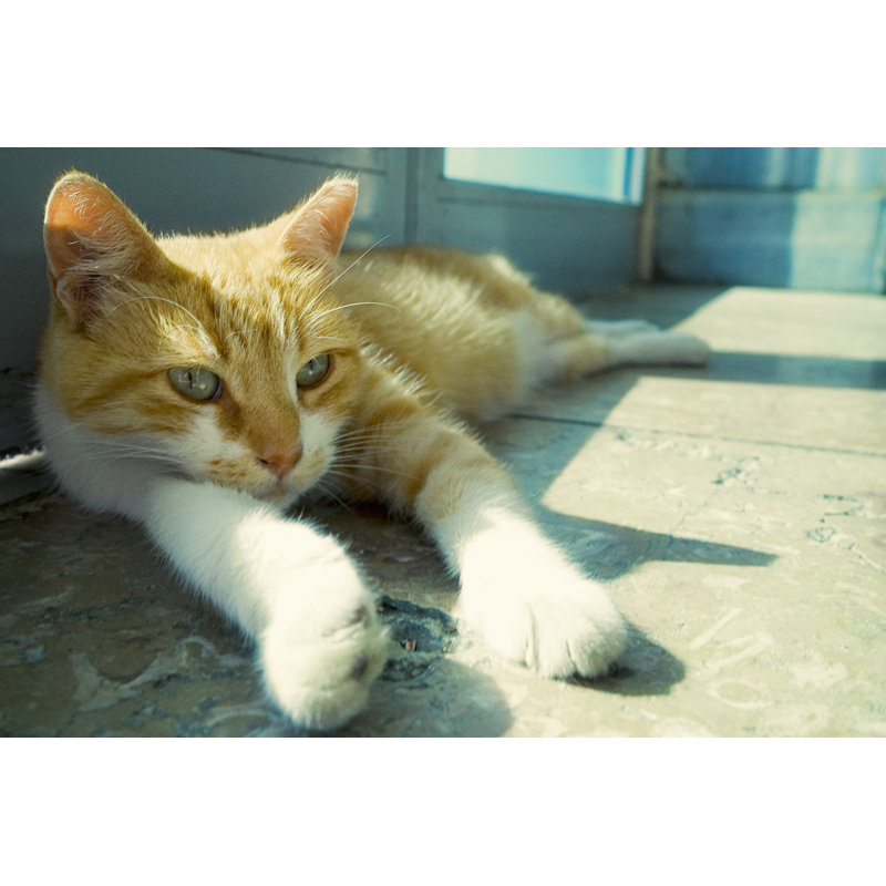Joli chat par Byakkaya, H 20 po x l 30 po