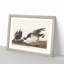 Brant Geese by John Audubon - Picture Frame Painting Print-55513307-55513306