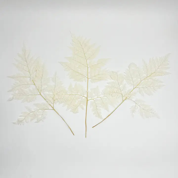 Ensemble de 4 fougères Davallia Mariesii séchées , Blanc cassé / blanc