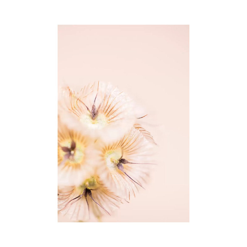 Bleach Blonde III by Renée Stramel - Gallery-Wrapped Canvas Giclée on Canvas, 20.32 cm H x 30.48 cm W, Canvas