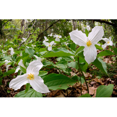 Trillium Bed - Photographie sur toile tendue
