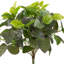Buisson floral fittonia 16 po
