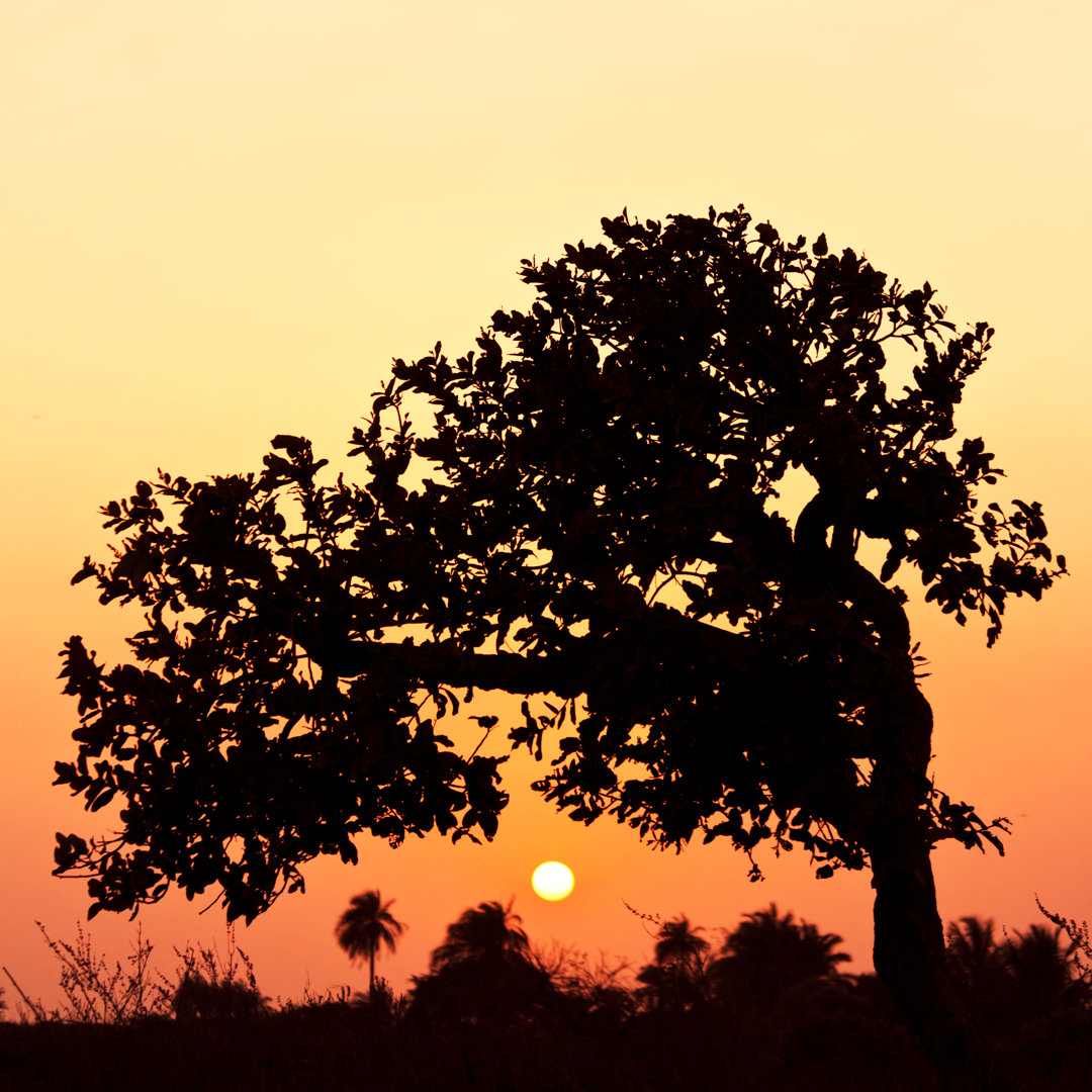 Afrikanische Landschaft im Sonnenuntergangslicht von Peeterv - Leinwandbild