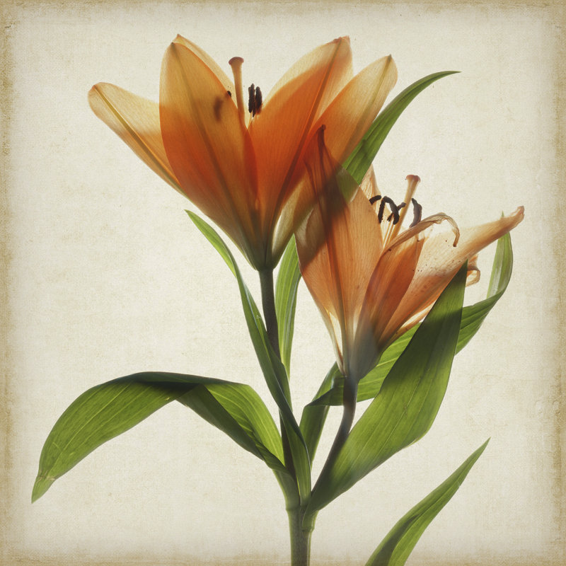 Fleurs de parchemin X, H 12 po x l 12 po x P 1,25 po