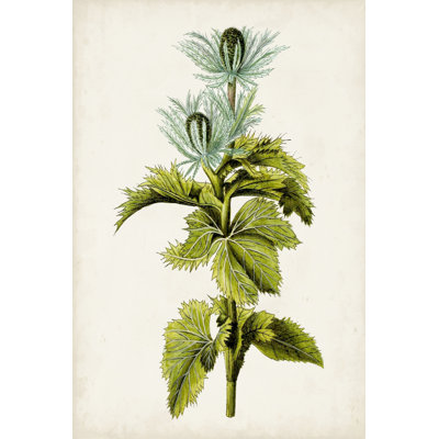 Étude botanique antique III