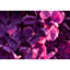 Colours Of Spring - Print on Canvas-1632527260