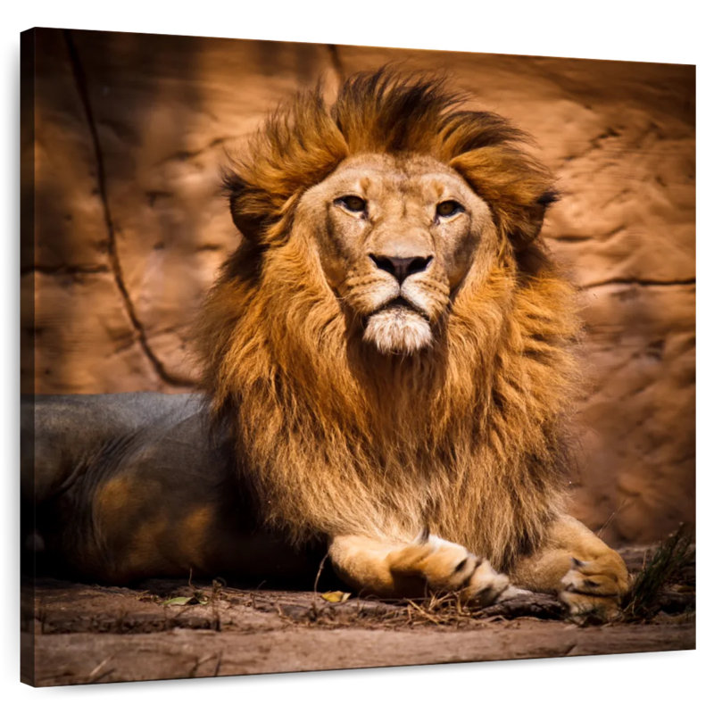 Crowle Safari Lion, H 10 po x l 10 po