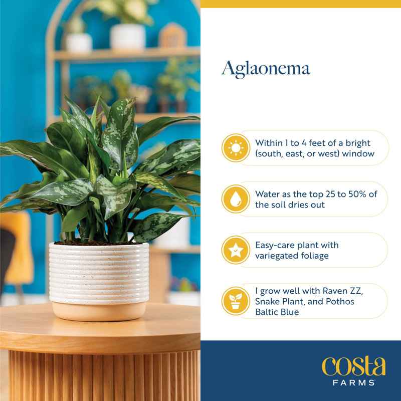 Foliage Plant in Planter