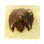 Chauve-souris en noir Rachal