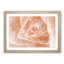 Light Pink Rose - Picture Frame Graphic Art Print-56860046-56860047