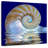 Aletra Nautilus Shell On Water
