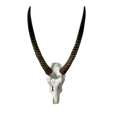 Tieanna Waterbuck Antelope Skull